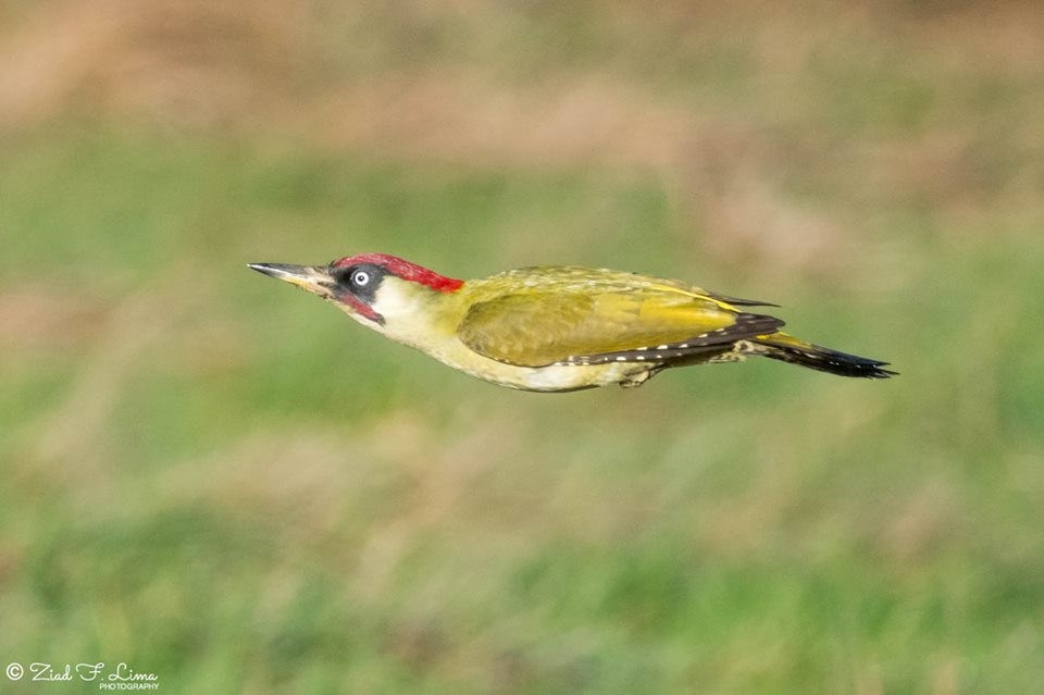 Eurasian Green Woodpecker - ML154745541