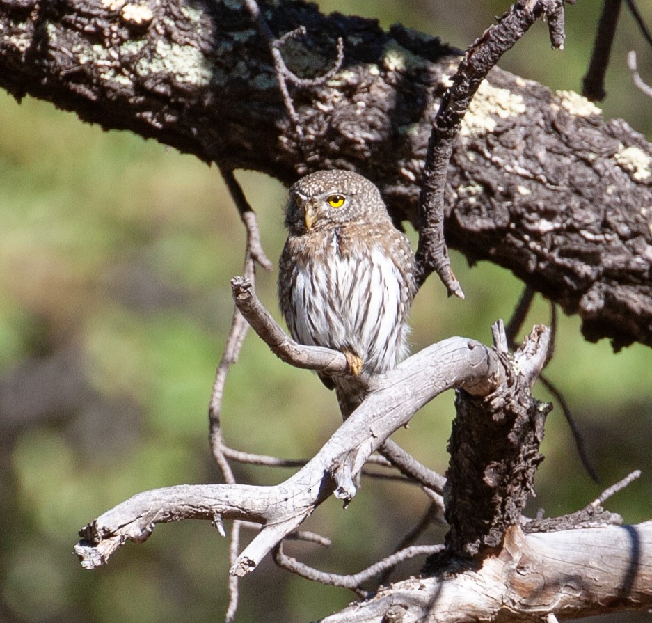 Northern Pygmy-Owl - ML154746061