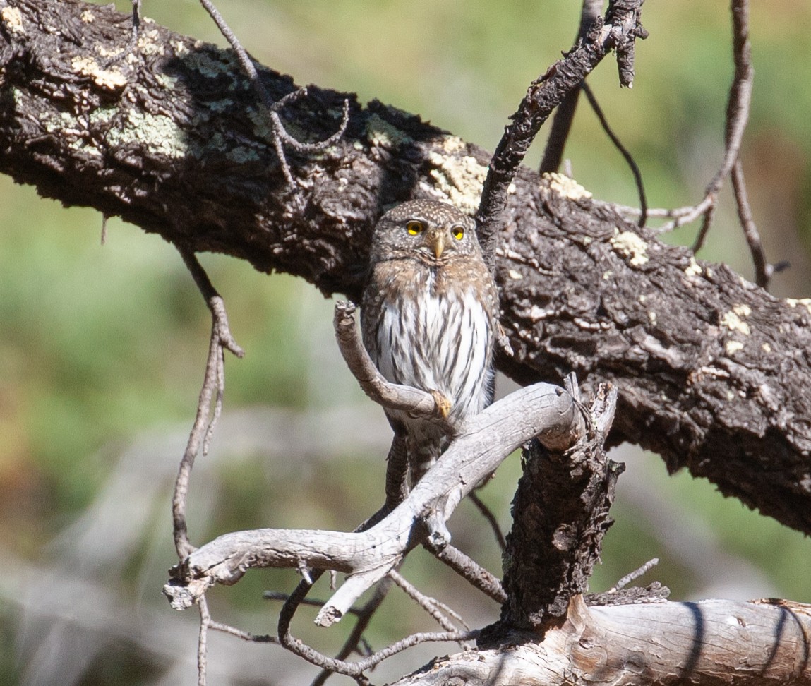 Northern Pygmy-Owl - ML154746071