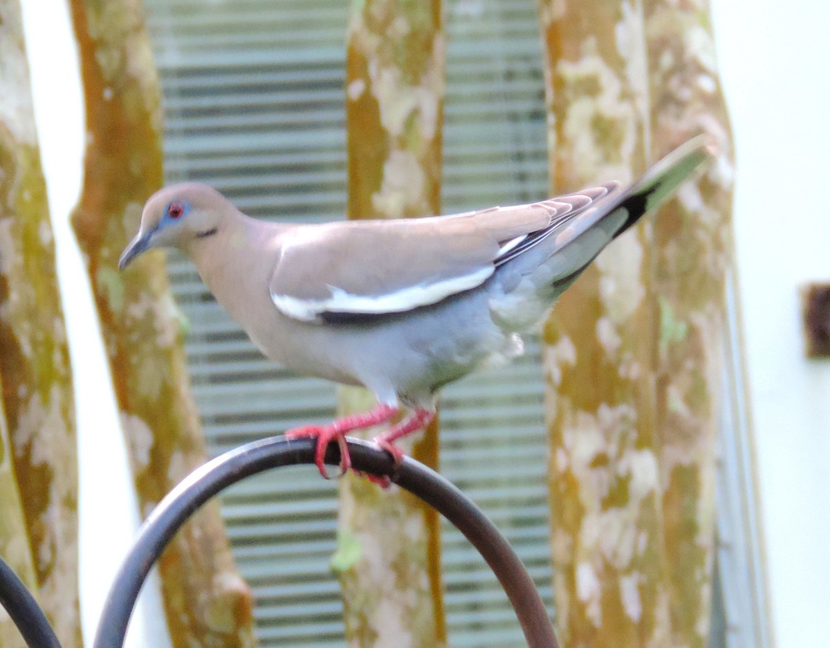 White-winged Dove - ML154747261