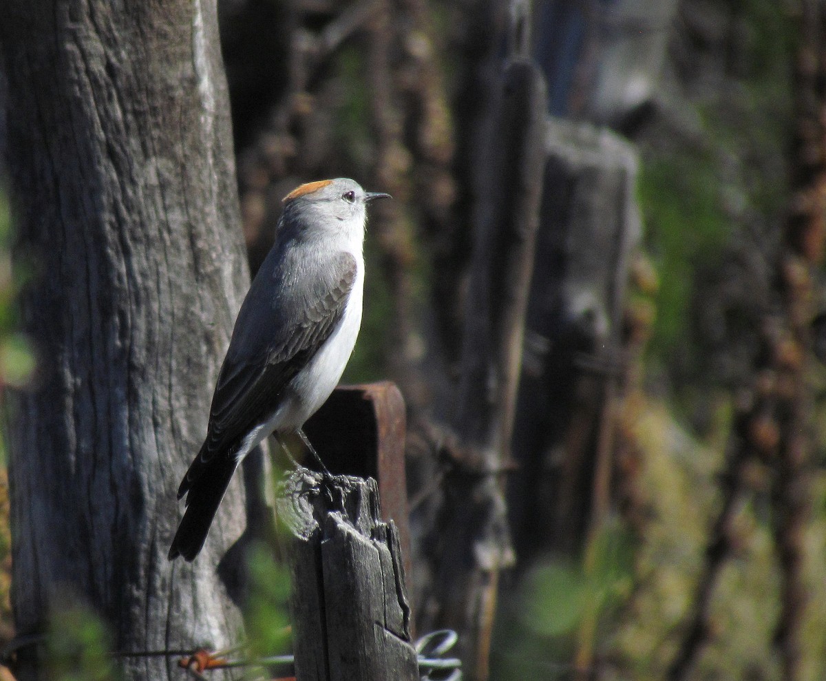 Rufous-naped Ground-Tyrant - ML154748991