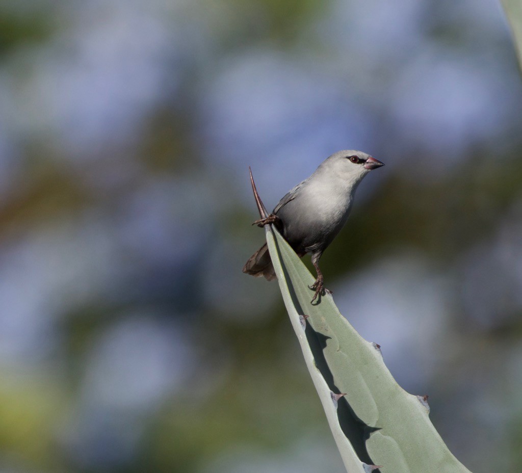 Lavender Waxbill - ML154749011