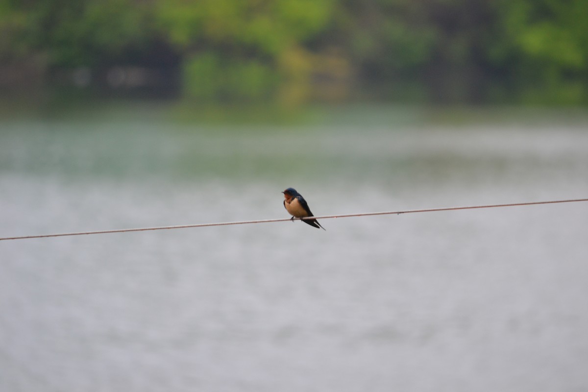 Barn Swallow - ML154749141