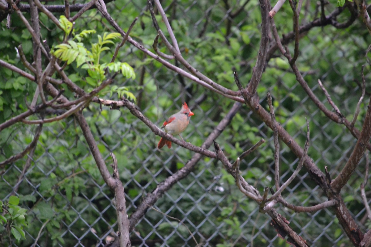 Northern Cardinal - ML154750381