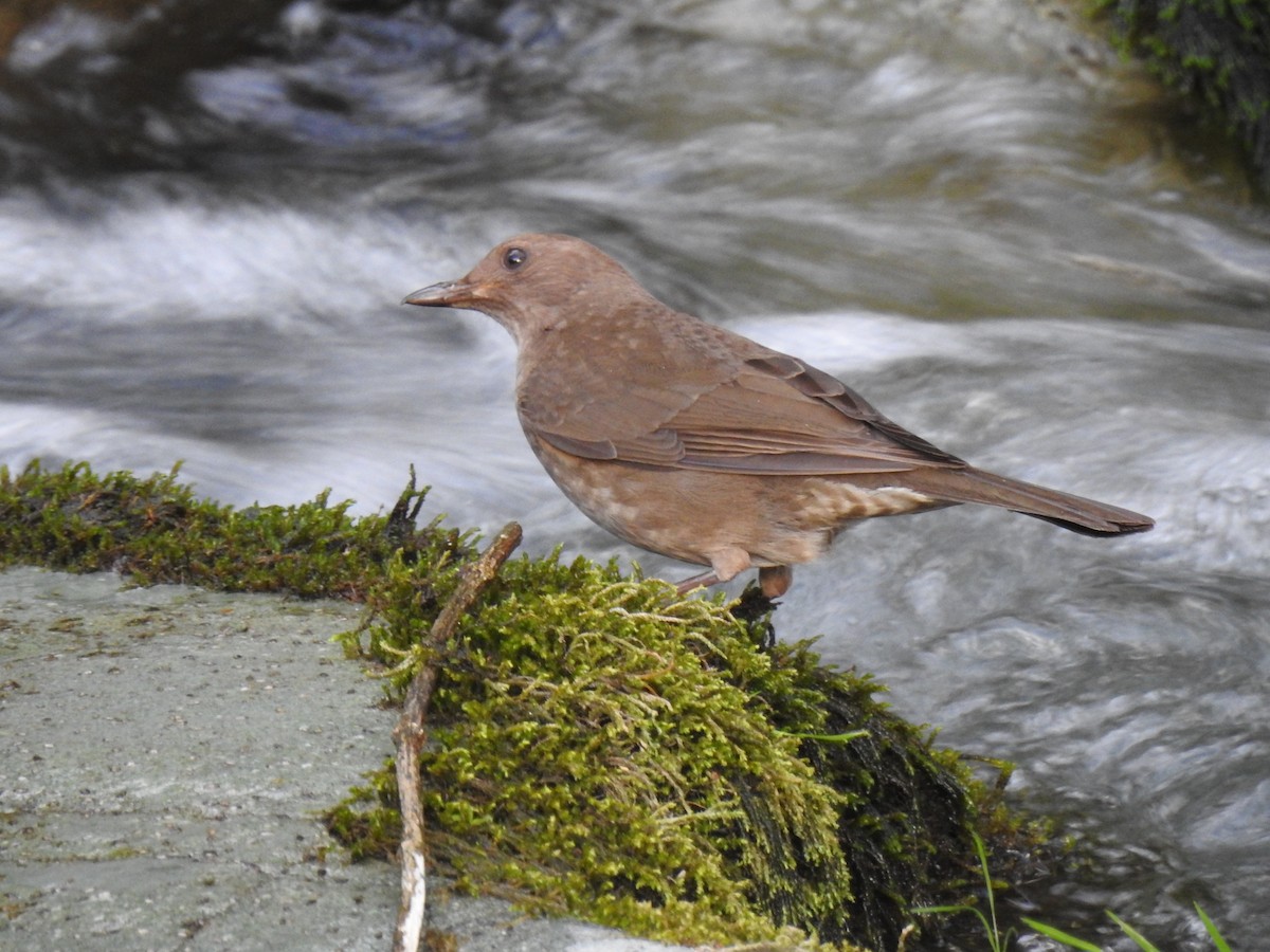 Clay-colored Thrush - ML154750551