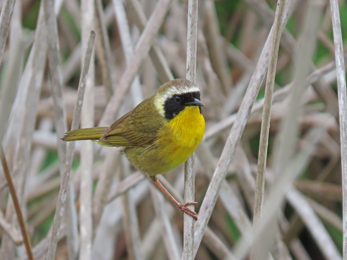 Common Yellowthroat - ML154751121
