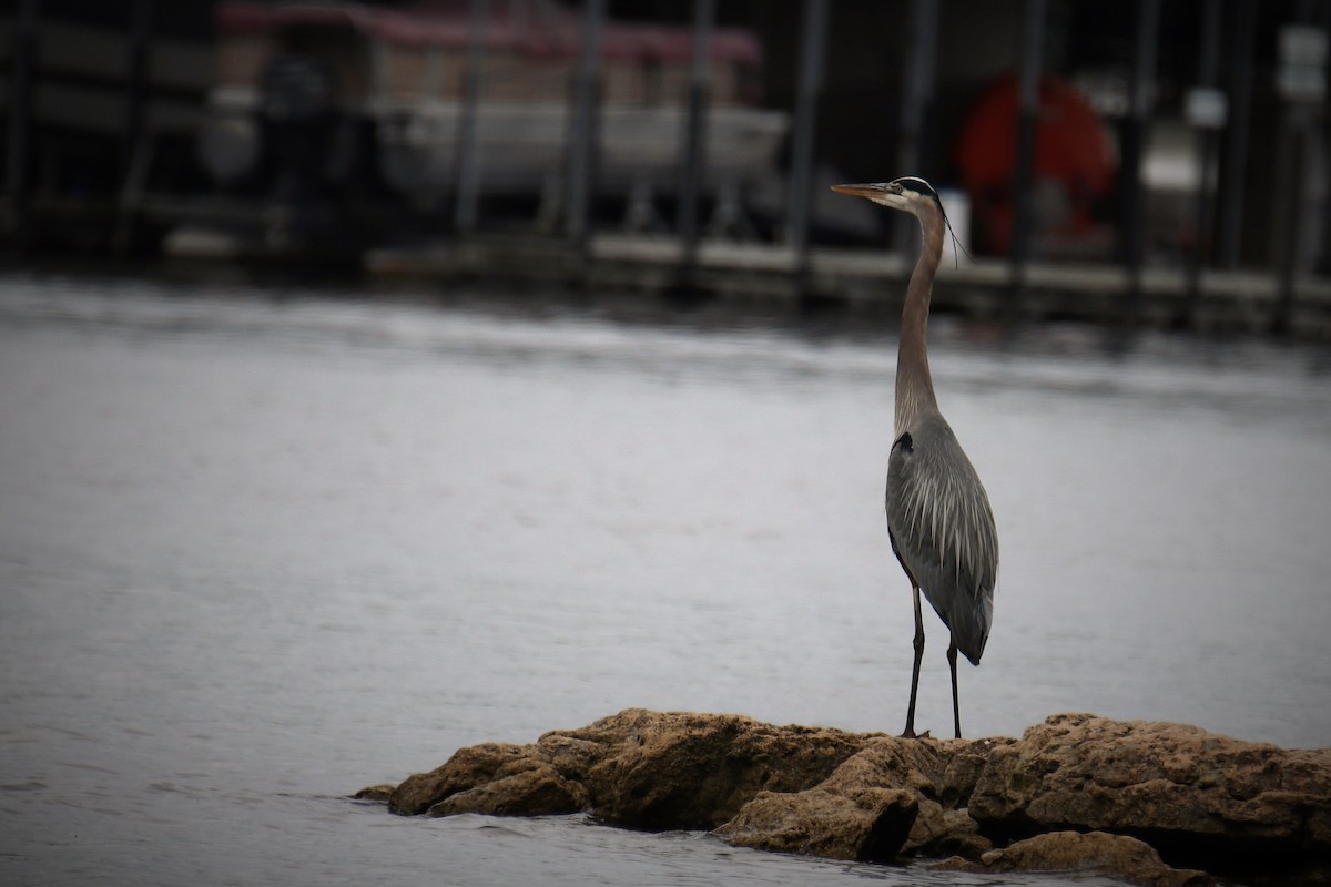 Great Blue Heron - ML154751541