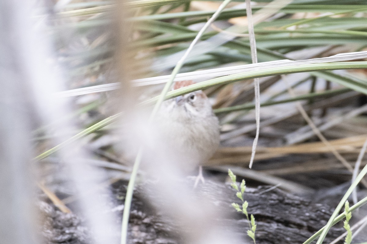 Rufous-crowned Sparrow - Jason Platt