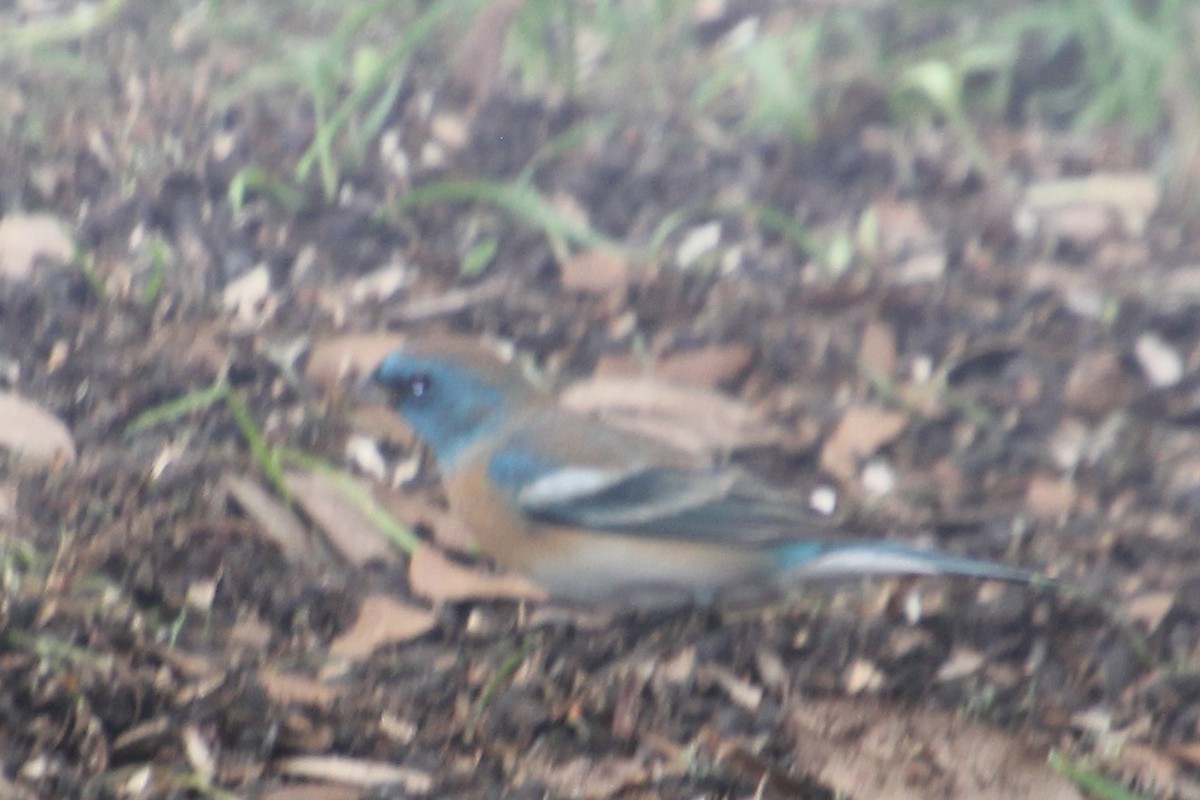 Lazuli Bunting - ML154752301