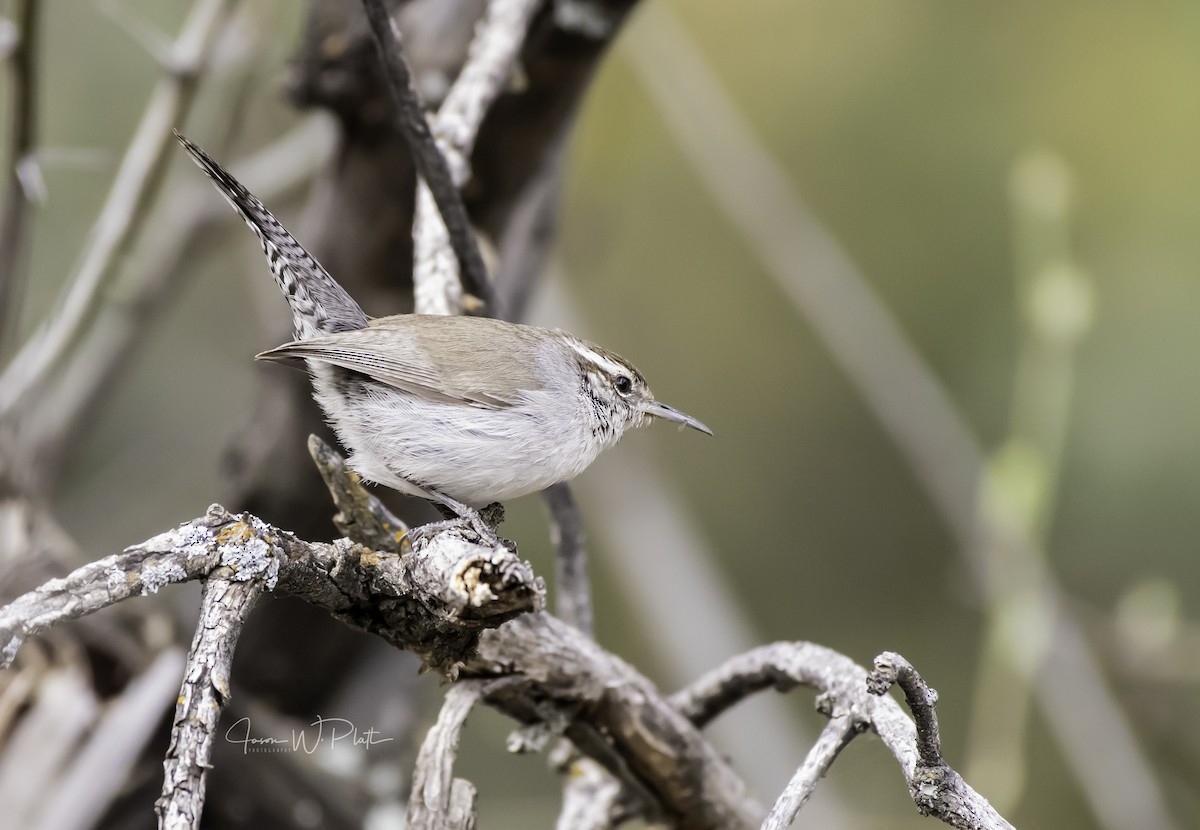 Bewick's Wren - Jason Platt