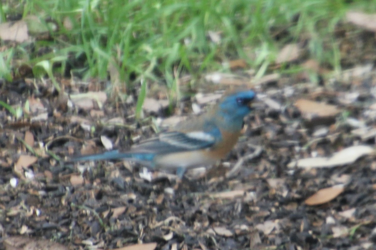 Lazuli Bunting - ML154752501