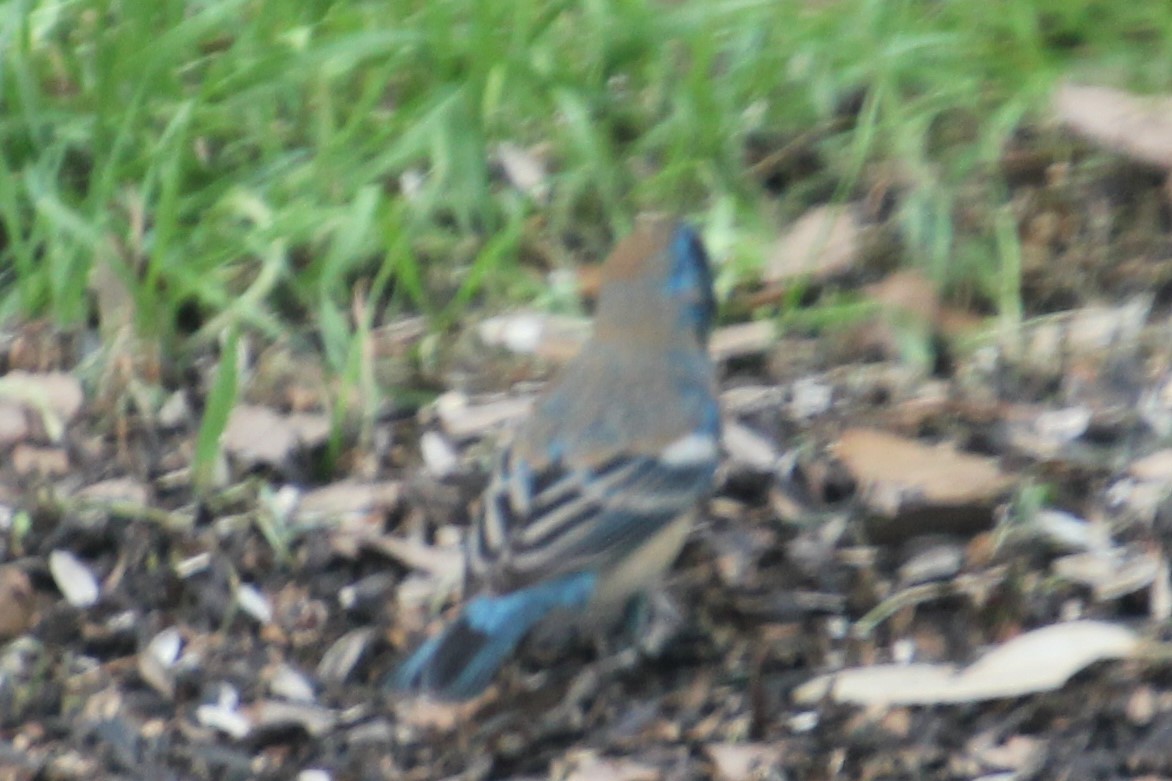 Lazuli Bunting - ML154752561