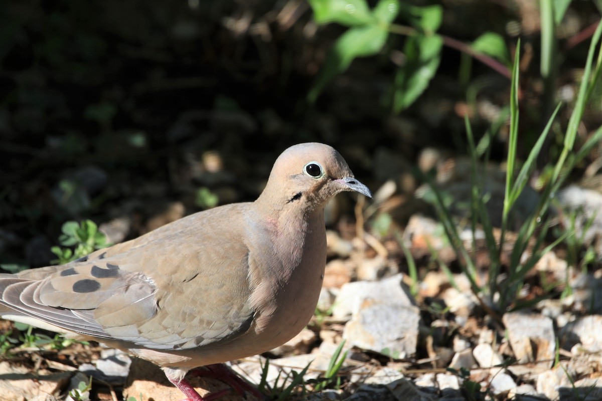 Mourning Dove - Lois Huddlestun