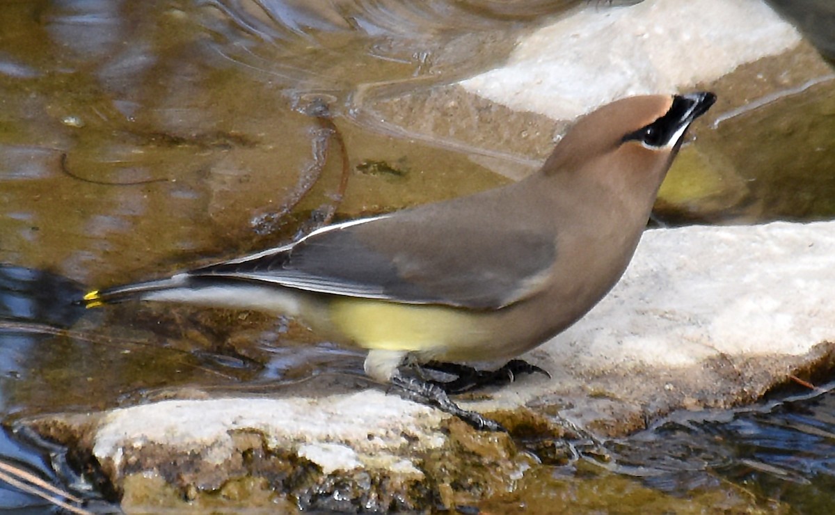 Cedar Waxwing - ML154754421