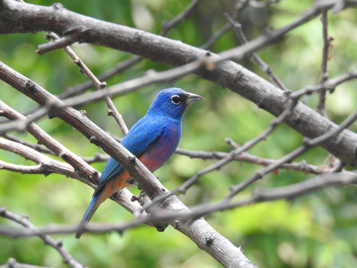 Rose-bellied Bunting - ML154756961