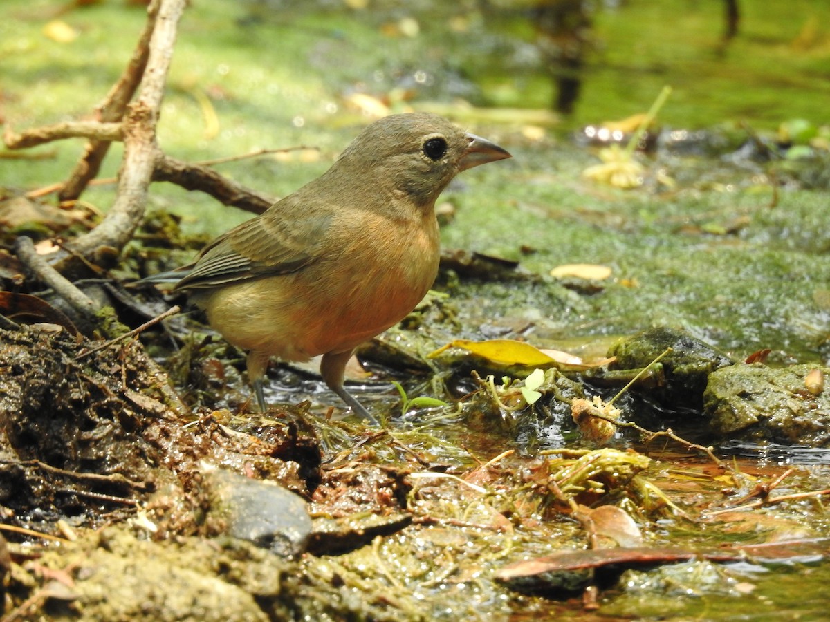 Rose-bellied Bunting - ML154756991