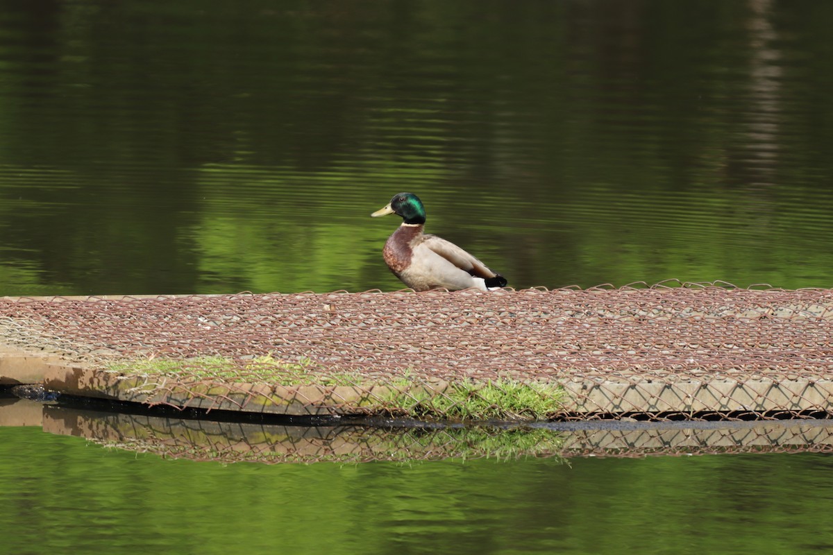 Mallard - ML154757791