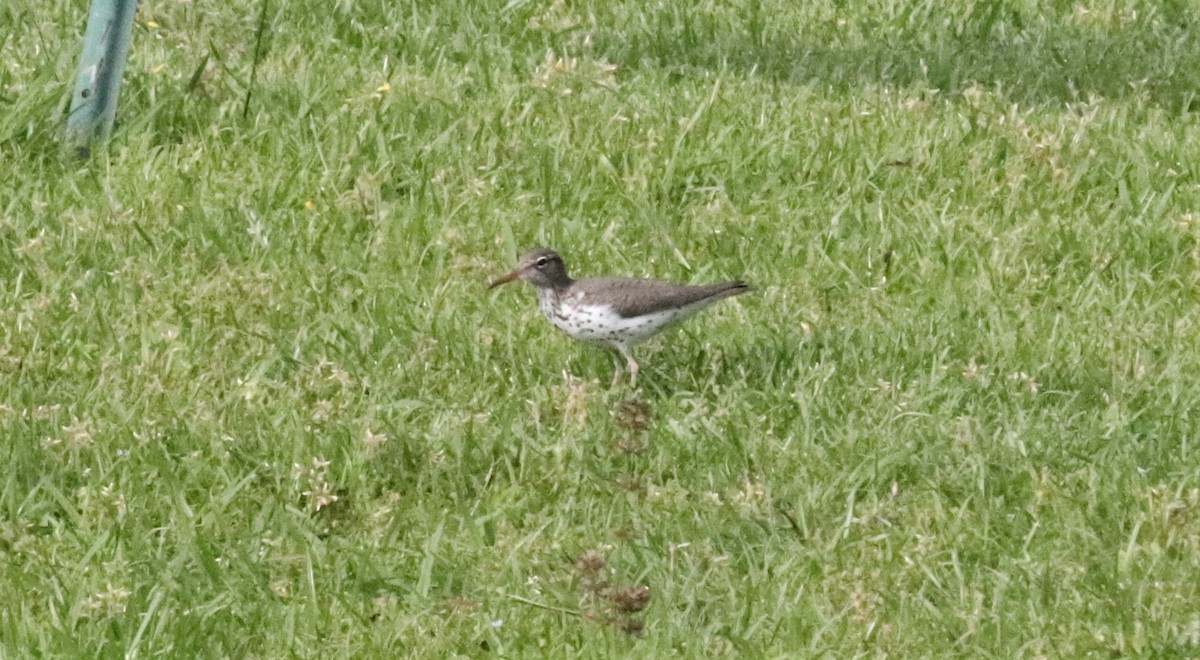 Spotted Sandpiper - ML154757891