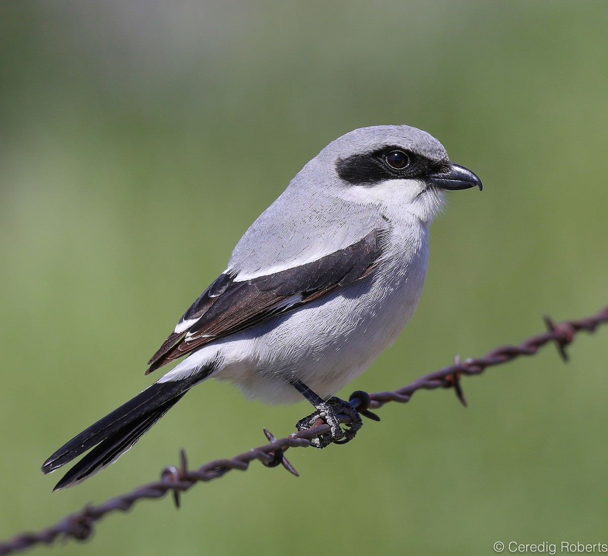 Loggerhead Shrike - ML154758011