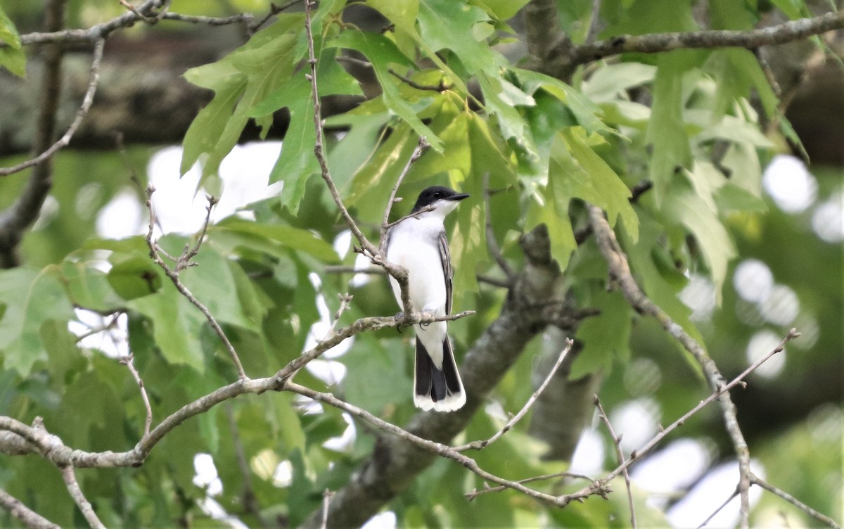 Eastern Kingbird - ML154758061