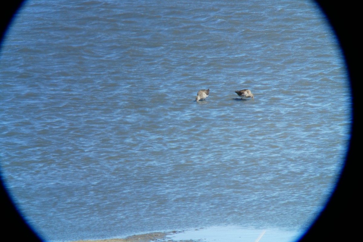 Long-billed Dowitcher - Jonathan Lautenbach