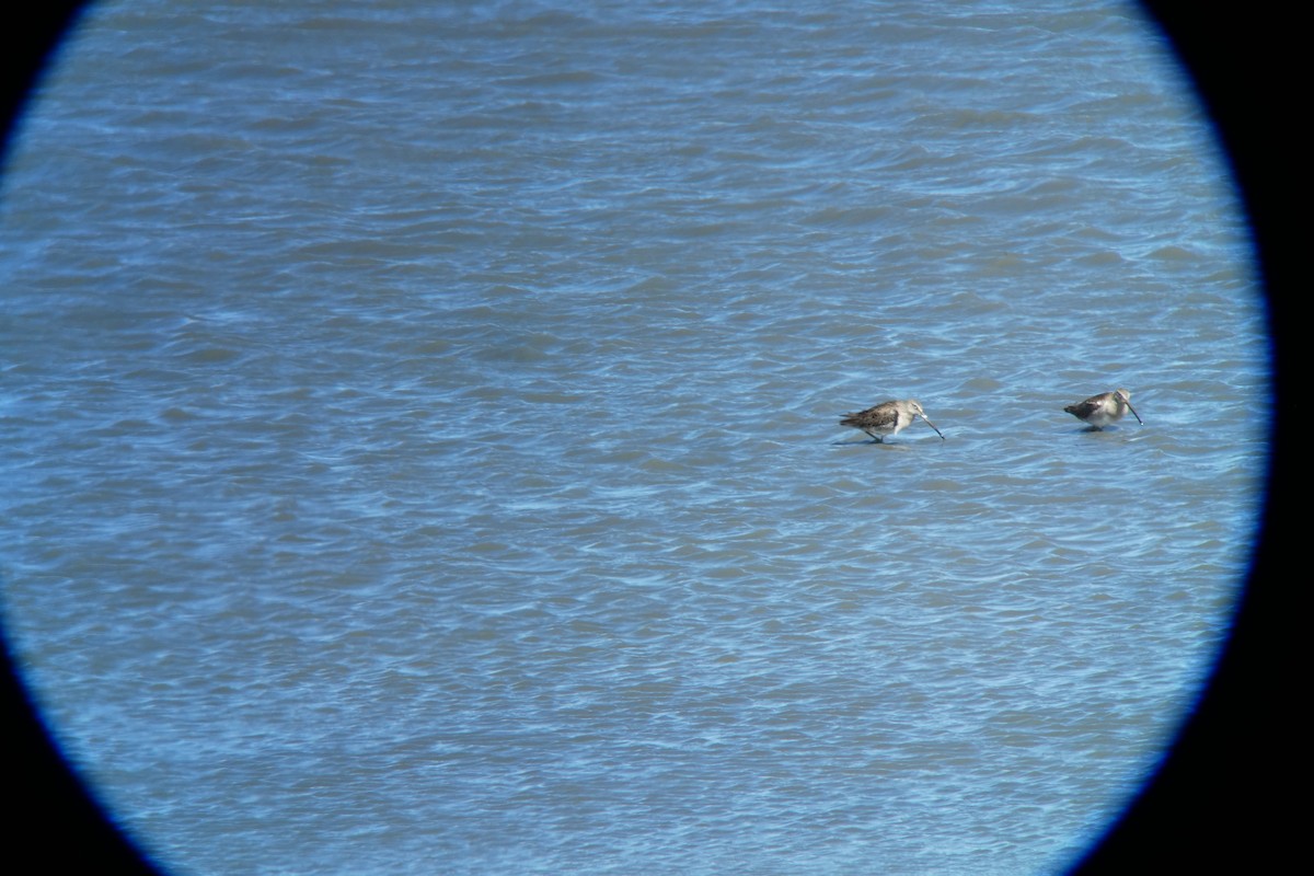 Long-billed Dowitcher - ML154758401