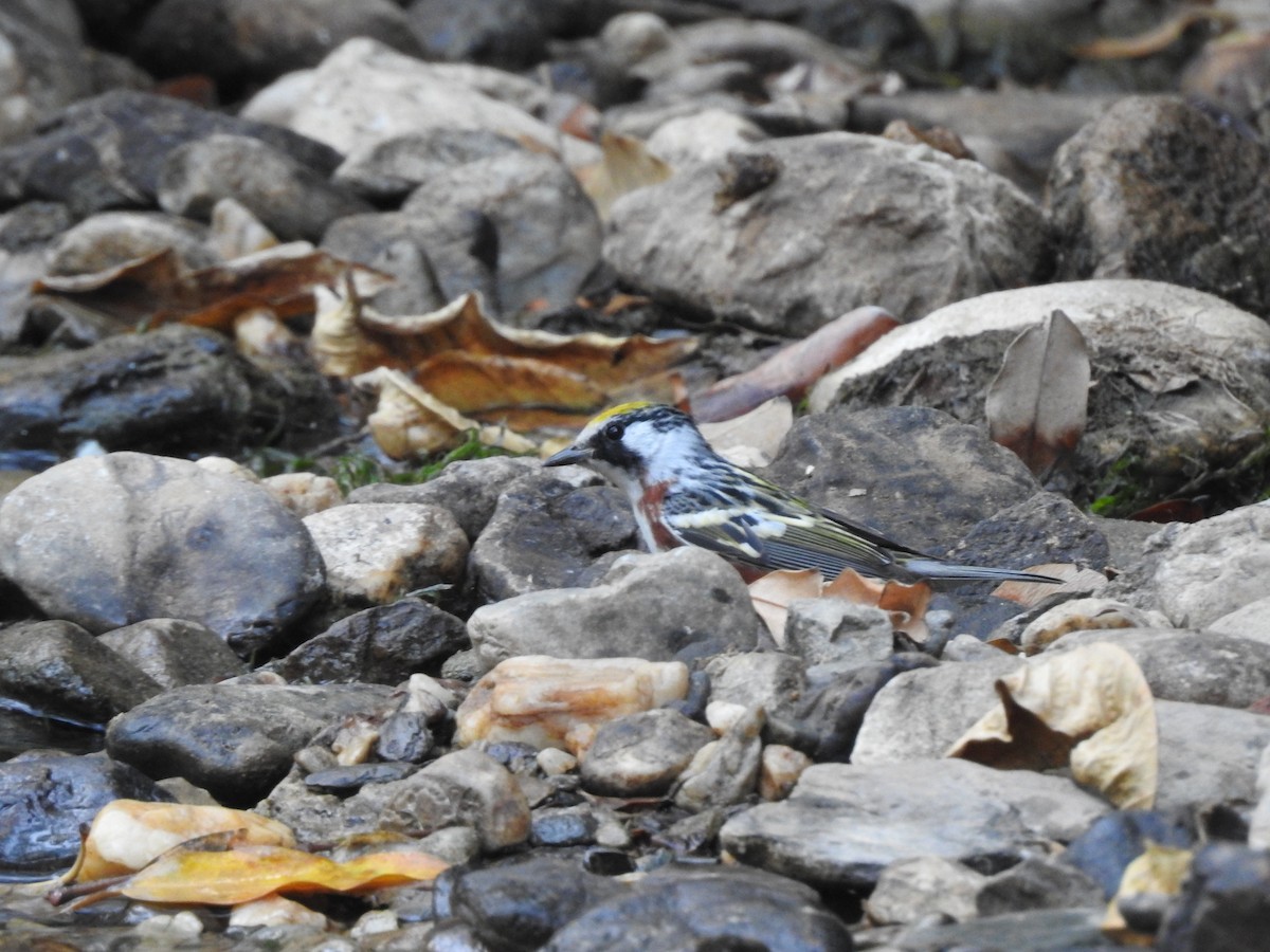 Chestnut-sided Warbler - ML154759071