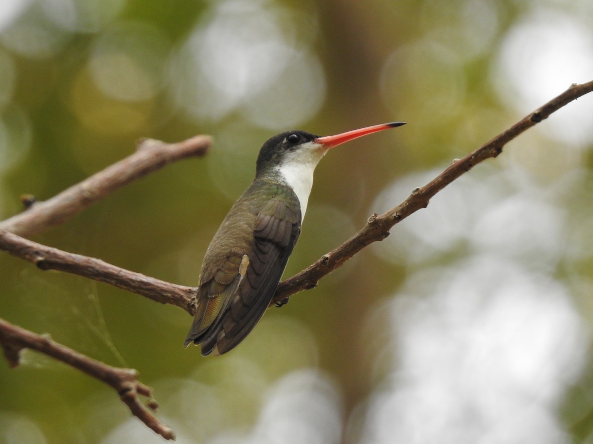 Green-fronted Hummingbird - ML154760041