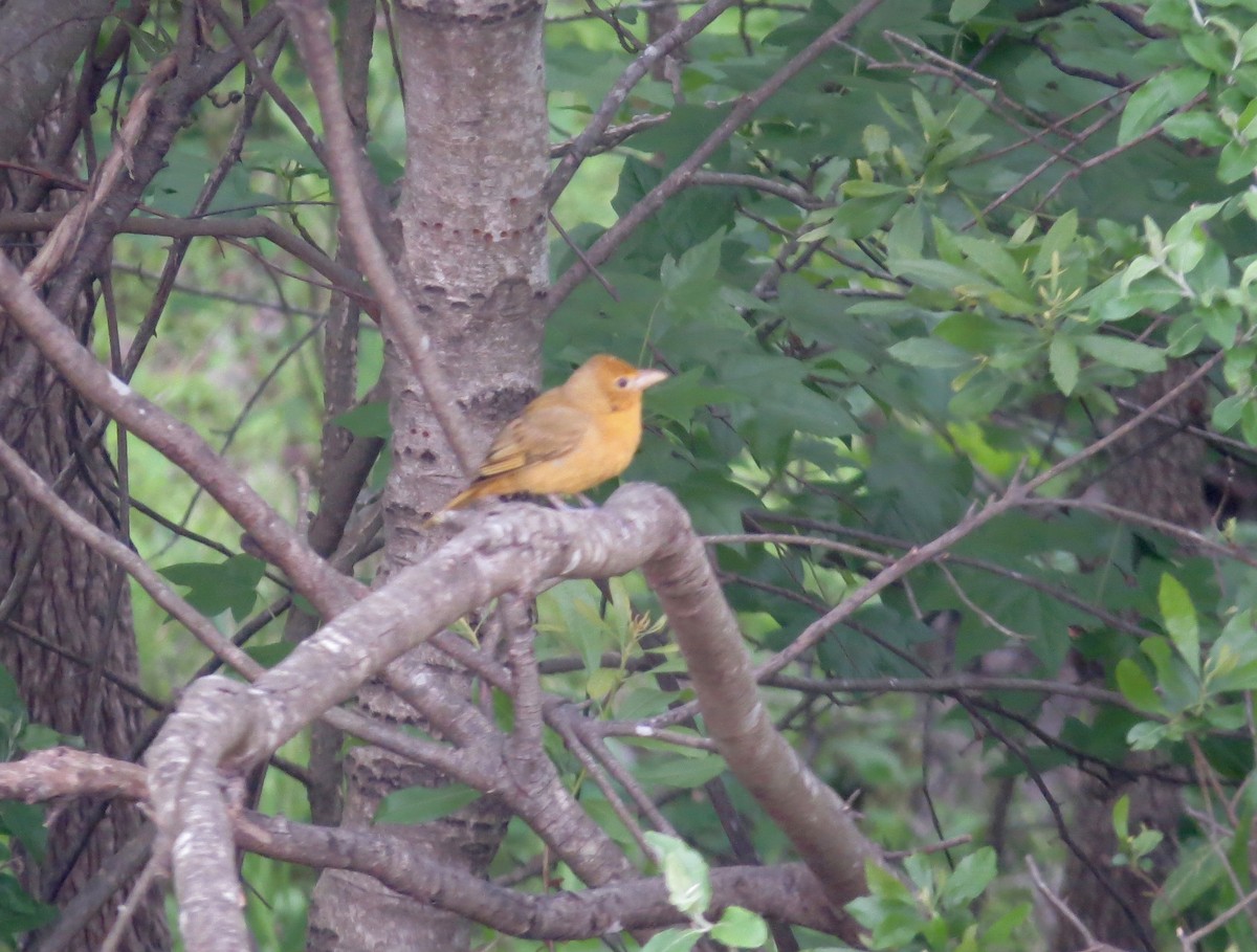 Summer Tanager - ML154760971