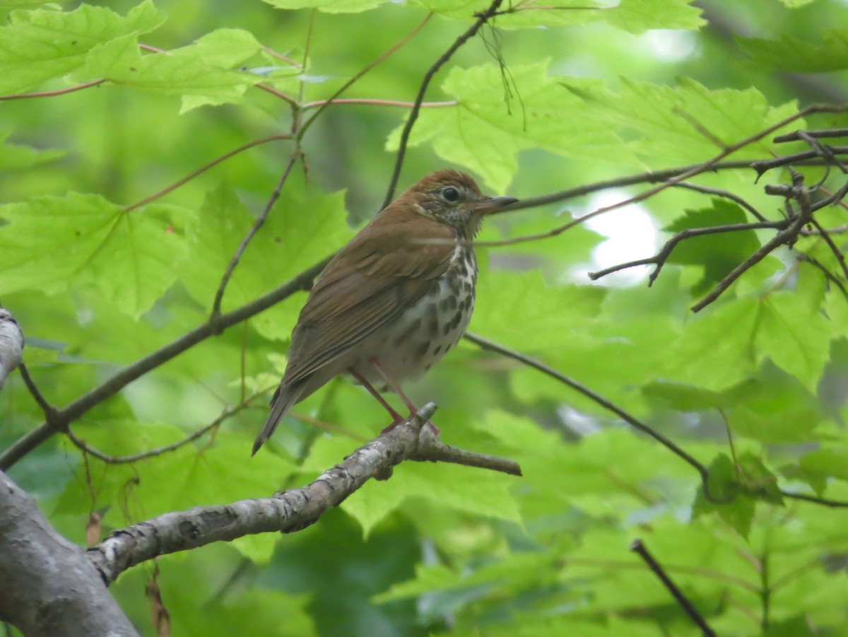 Wood Thrush - ML154761431