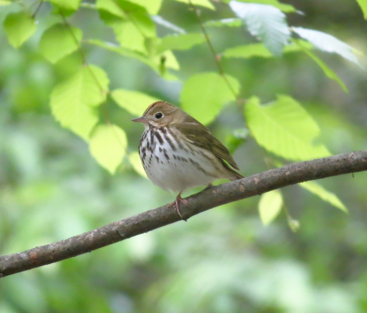 Ovenbird - ML154761641