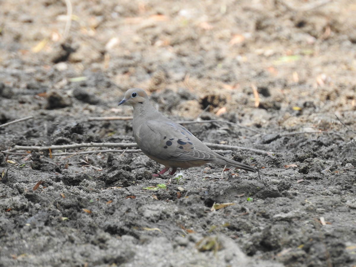 Mourning Dove - ML154762491