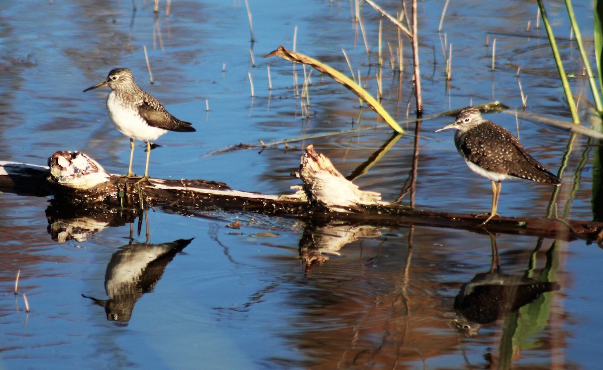 Solitary Sandpiper - ML154762701