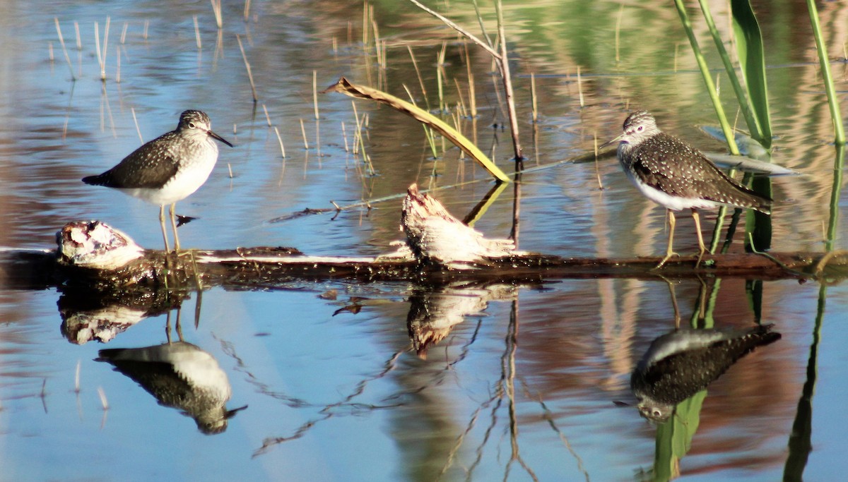 Solitary Sandpiper - ML154762741