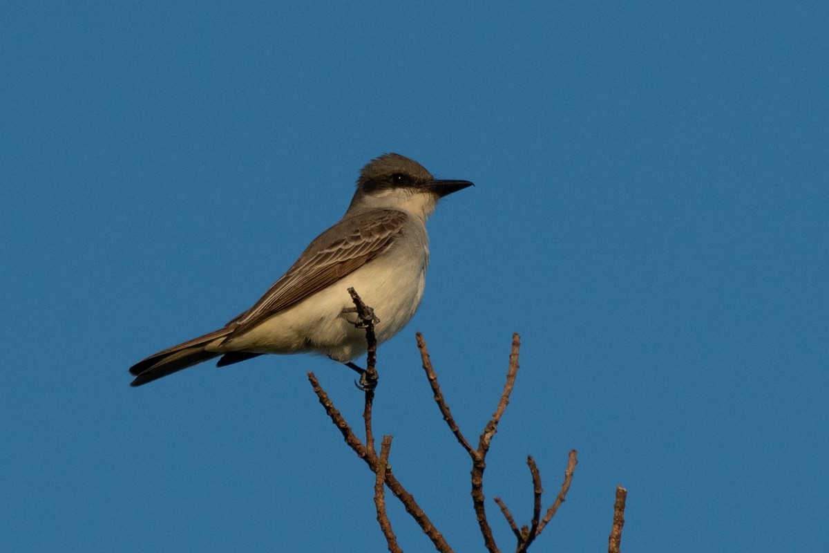 Gray Kingbird - Kelly and John Casey