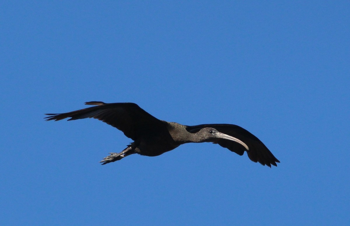 Glossy Ibis - Nelson Fonseca