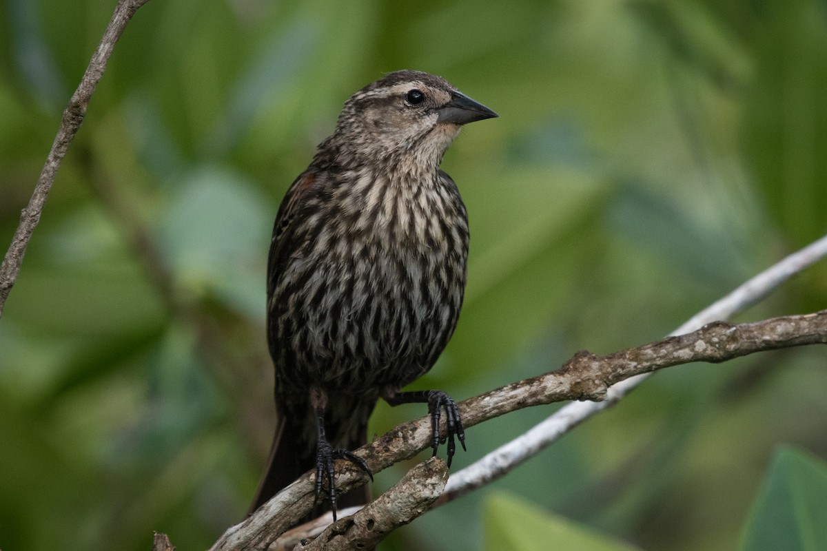 Red-winged Blackbird - Apolinar Basora