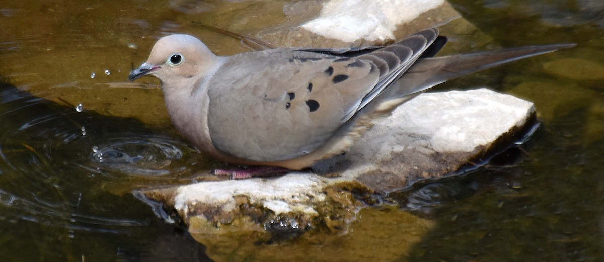 Mourning Dove - ML154765531