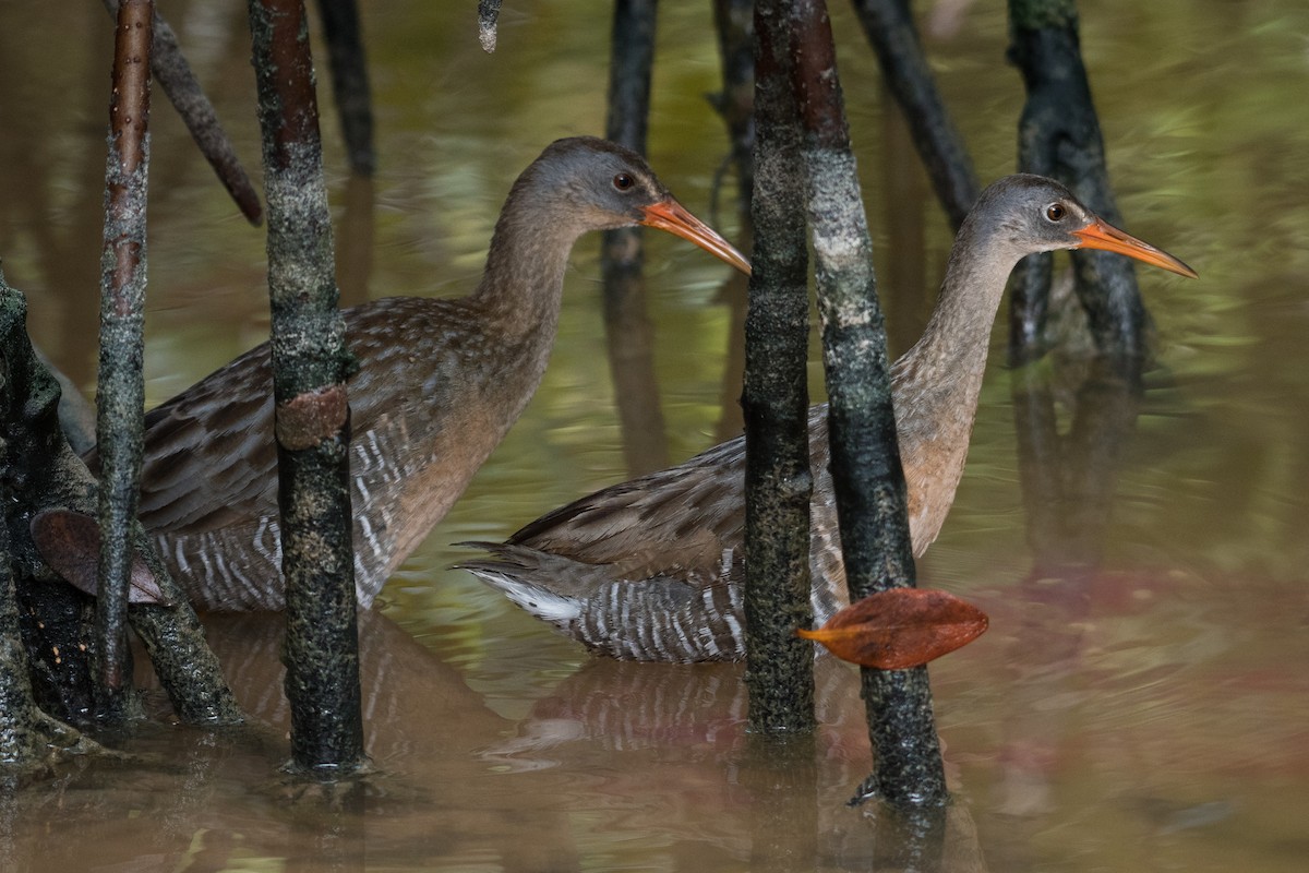 Clapper Rail - Apolinar Basora