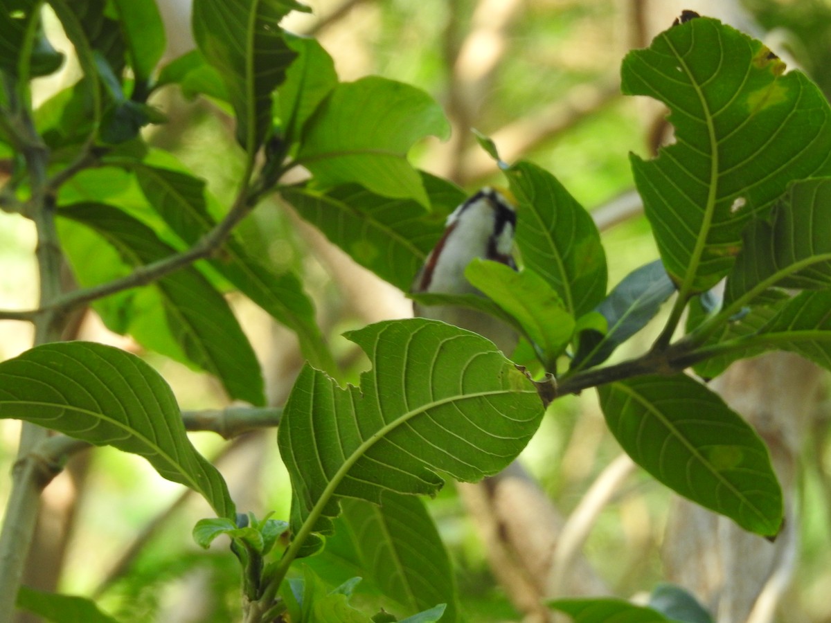 Chestnut-sided Warbler - ML154766341