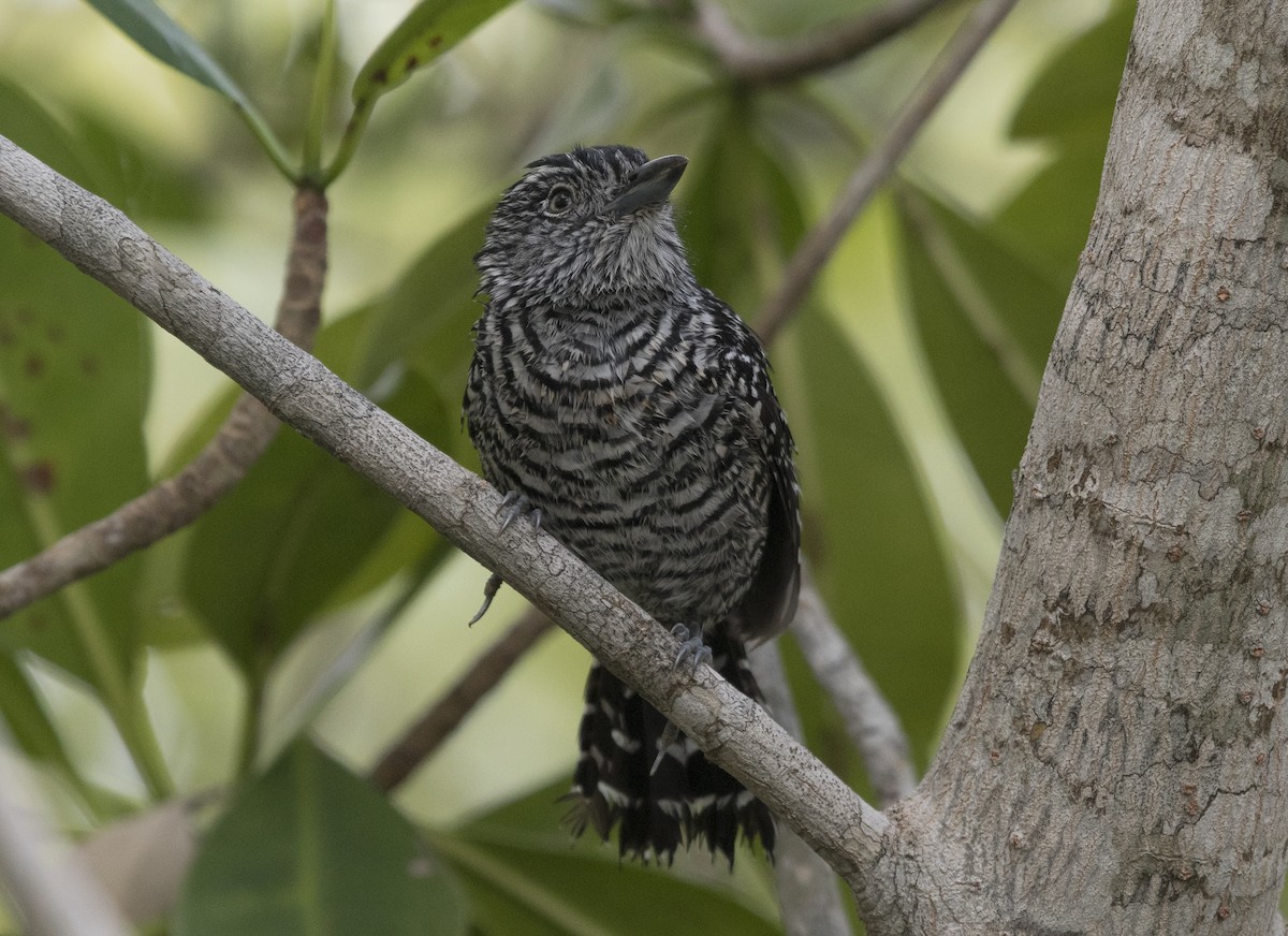 Barred Antshrike - Apolinar Basora