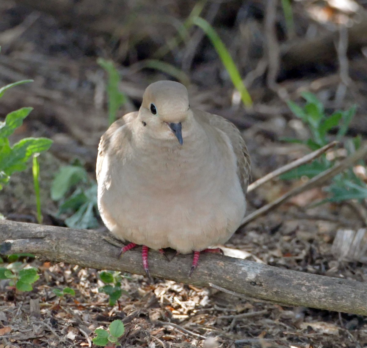 Mourning Dove - ML154767361