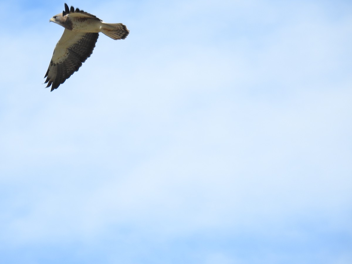 Swainson's Hawk - ML154767951