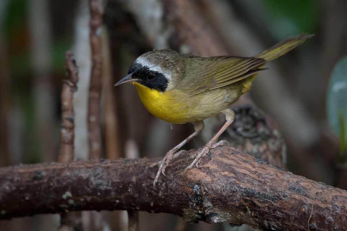 Common Yellowthroat - ML154768041