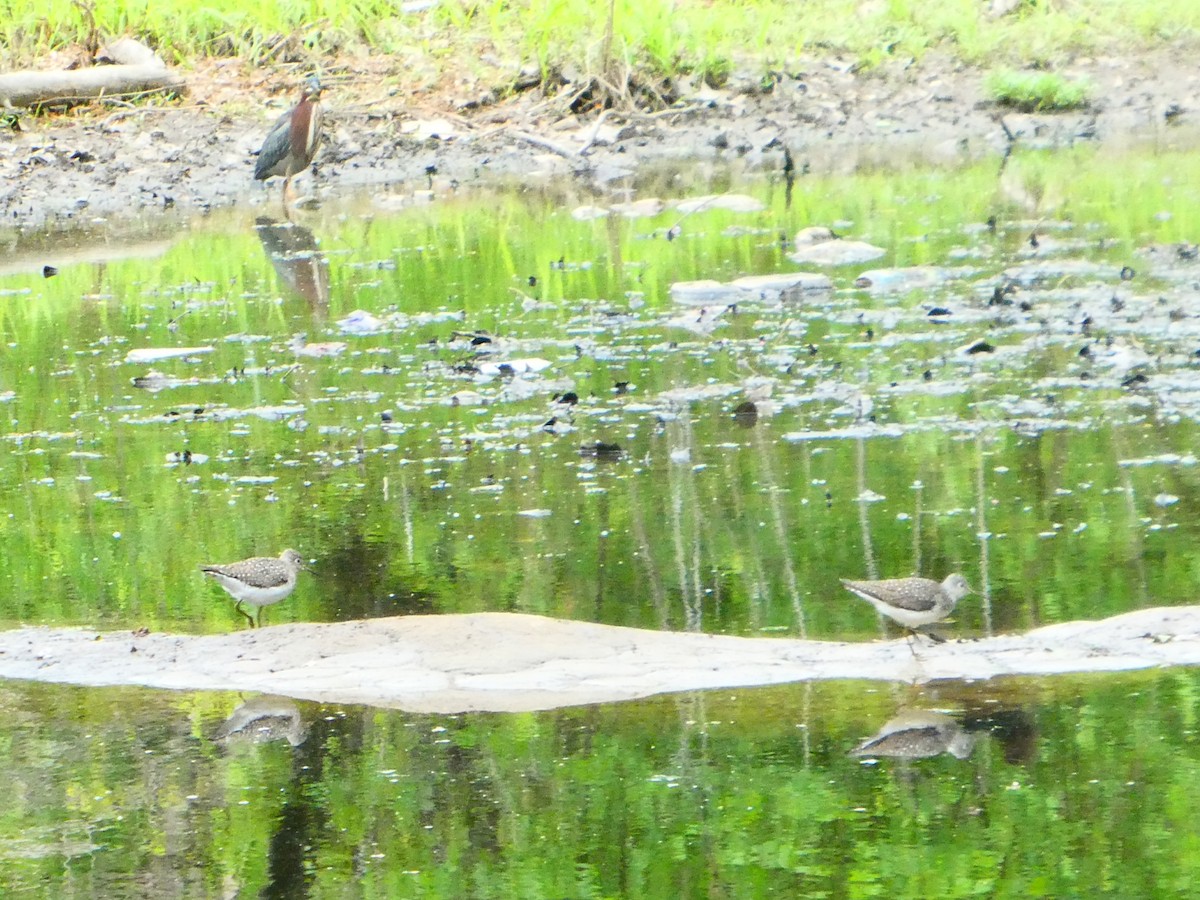 Solitary Sandpiper - Greenbelt  Marc