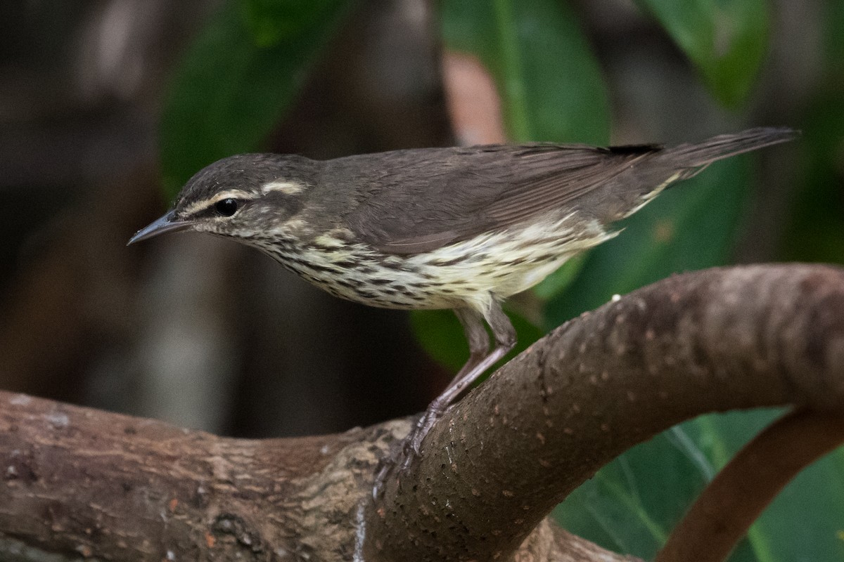 Northern Waterthrush - Apolinar Basora