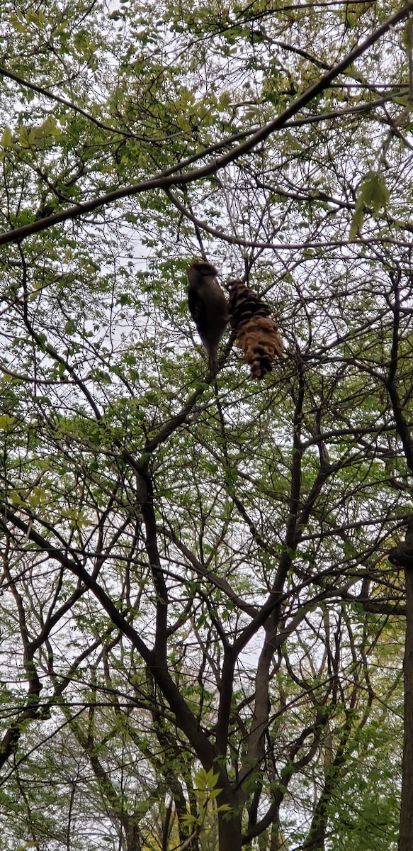 Downy Woodpecker - ML154769761