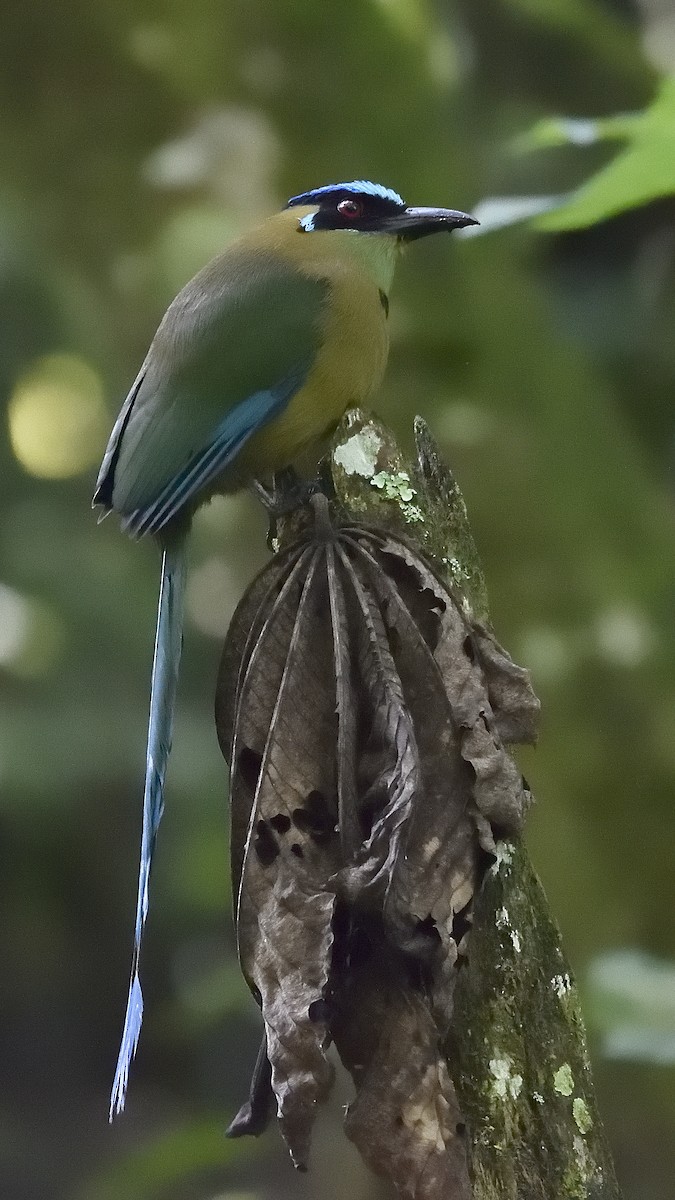 Andean Motmot - ML154772221