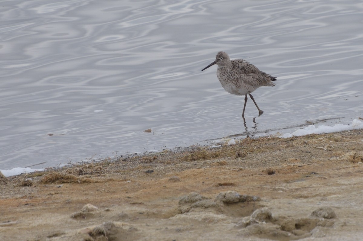 Willet - Mark Minner-Lee 🦉