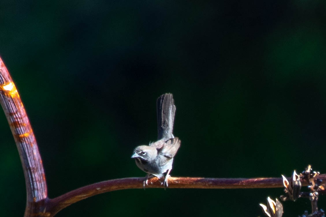 Five-striped Sparrow - ML154773921